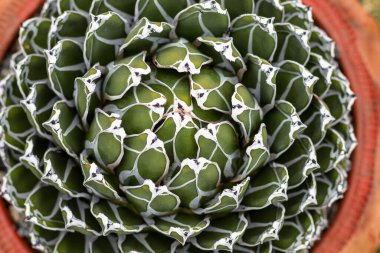 Agave victoriae reginae yüksek açı görünümü