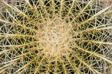 Echinocactus grusonii veya Altın fıçı kaktüs üst açı görünümü