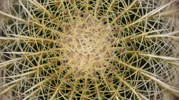 Schoonmoeder Kussen Cactus Top Uitzicht — Stockfoto