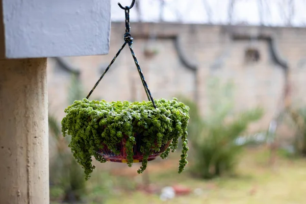 A hanging pot of a baby tears plant