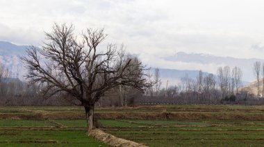 Kışın tarlaların ortasında büyük bir dut ağacı