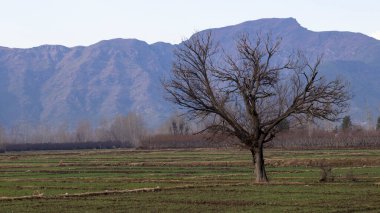 Sonbaharda tarlaların ortasında tek bir ağaç.