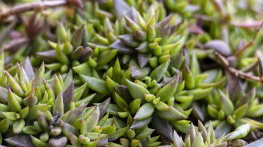 Sedum seçici bir odak ile zemin örtüsünü sulandırır