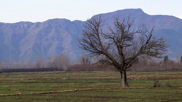 Sonbaharda tarlaların ortasında tek bir ağaç.