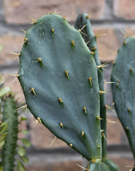 Opuntia Kaktusz Tüskés Körtenövény — Stock Fotó