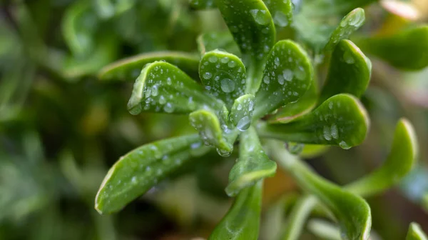 석류석 빗방울 — 스톡 사진