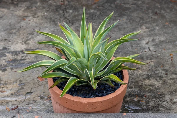 Planta Agave Una Olla Grande — Foto de Stock