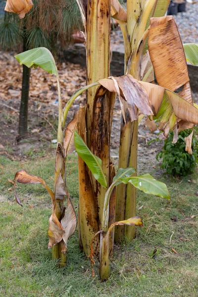 香蕉幼苗冬季因霜冻而受损 — 图库照片