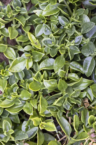 Aptenia Cordifolia Baby Solros Växt — Stockfoto
