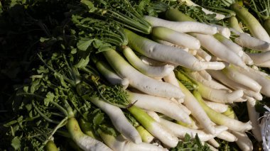 Satılık yapraklı taze turp