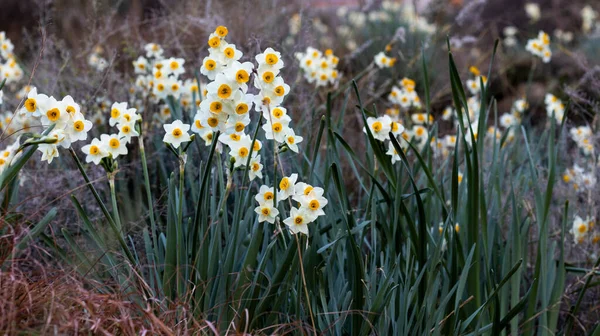 Narcissus Växter Blommar Naturen — Stockfoto