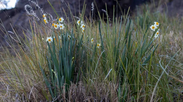 Wilde Narzissen Blühen Zeitigen Frühjahr — Stockfoto