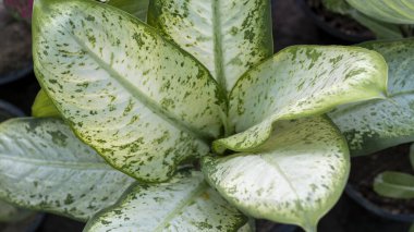 Dieffenbachia dumb cane plant top angle view