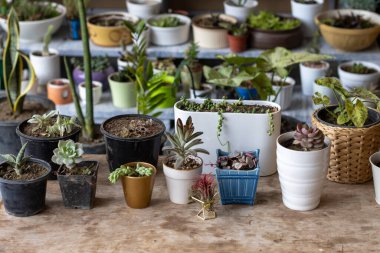 Sulu ve kaktüs bahçeli fotokopi alanı