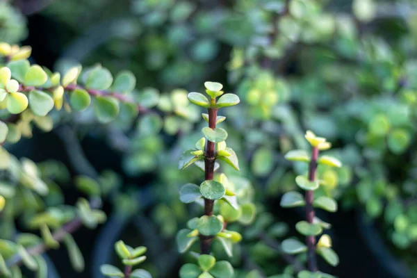 Portulacaria Afra Jade Plants Tige — Photo