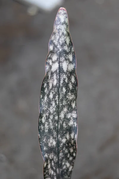 Černé Korály Sensaveria Rostlina List Detailní — Stock fotografie