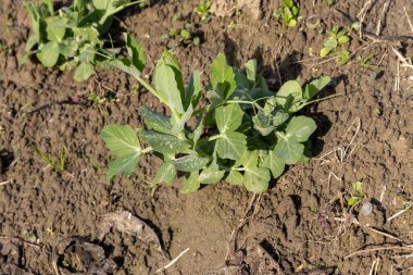 Küçük bir bezelye bitkisinin yakın görüntüsü