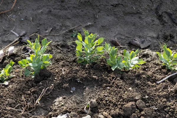 在花园里种植绿豆 — 图库照片