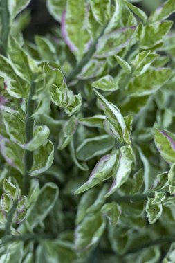 Pedilanthus titimaloides veya zigzag bitkileri
