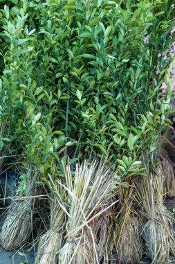 Bahçe dükkanında limon bitkileri satılıyor.