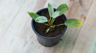 Philodendron Birkin Tenceredeki küçük bitki