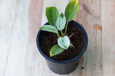 Philodendron Birkin, ahşap arka planlı egzotik bitki