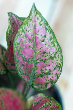 Aglaonema pembe bitkinin arka planı bulanık.
