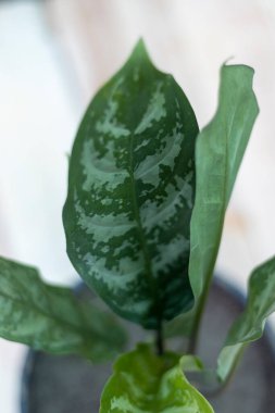 Aglaonema koyu yeşil bitki yaprak üzerinde seçici odaklı