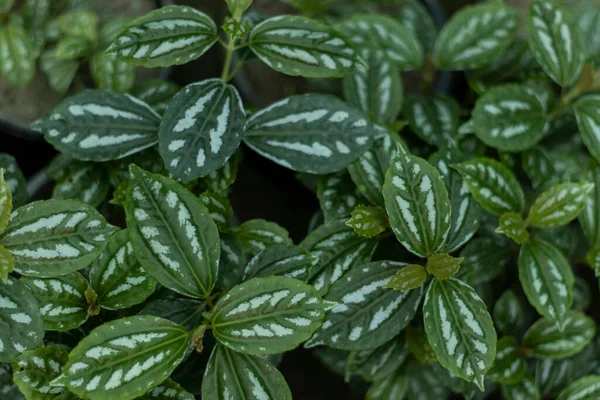 Pilea Cadierei Leaves Texture Background — Stock Photo, Image