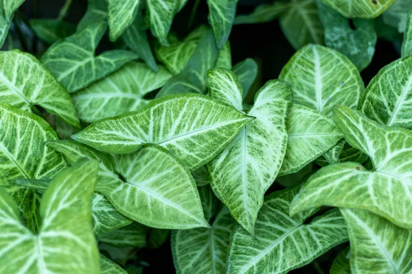 Syngonium Gröna Blad Naturlig Bakgrund — Stockfoto