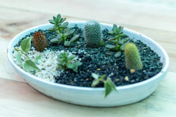 Succulents Cactus Dish Garden — Stock Photo, Image