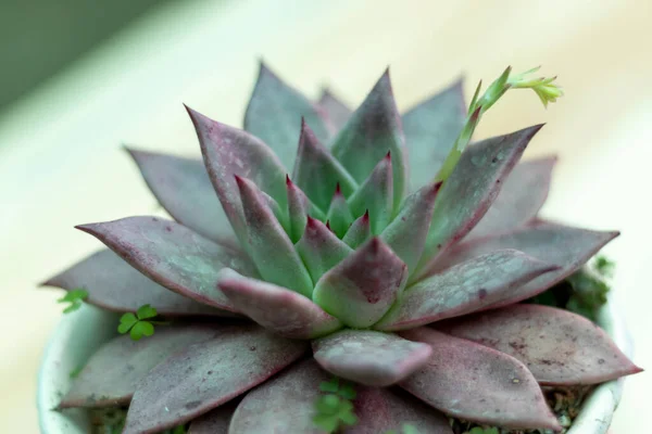 Mor Echeveria Roma Sulu Yakın Çekim — Stok fotoğraf