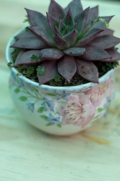 Rare Echeveria Plant Decorative Pot — Stock Photo, Image