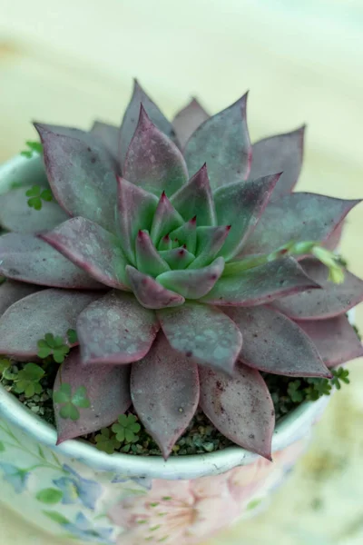 Güzel Echeveria Sulu Yakın Çekim Görüntüsü — Stok fotoğraf