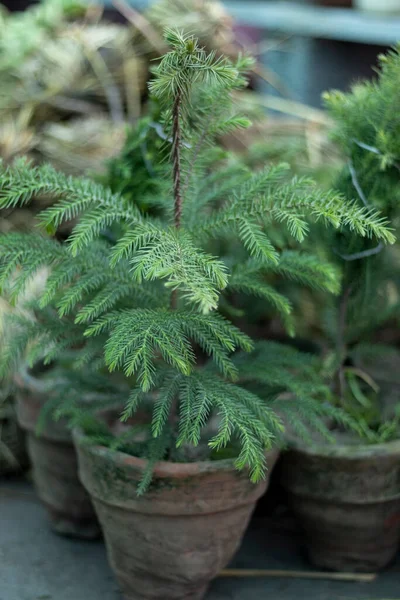 Araucaria Kleine Pflanze Tontopf — Stockfoto