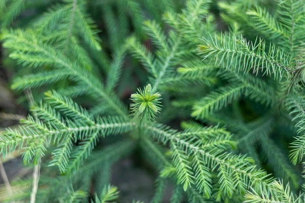 Araucaria Norfolk Pine Ornamental Tree — Stock Photo, Image