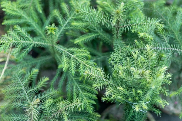 Araucaria Norfolk Immergrüne Zierpflanzen — Stockfoto