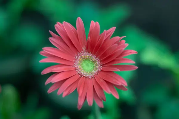 Barberton Daisy Gebera Jamesoniiピンクの花選択的な焦点とぼかしの背景 — ストック写真