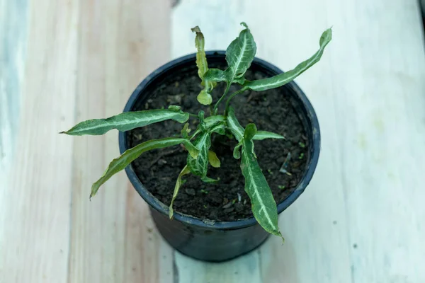 Wąski Liść Arrowhead Roślin Garnku — Zdjęcie stockowe