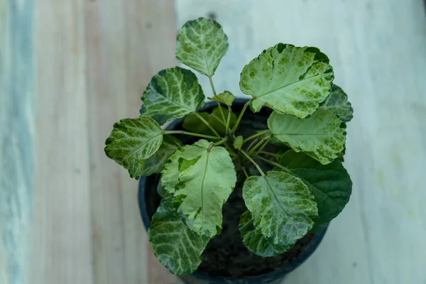 Piękna Aralia Roślin Drewnianym Tle — Zdjęcie stockowe