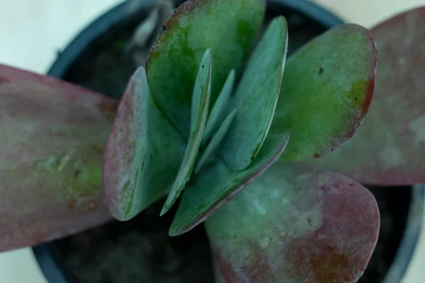 Kalanchoe Luciae Lapát Növény Vagy Piros Palacsinta — Stock Fotó