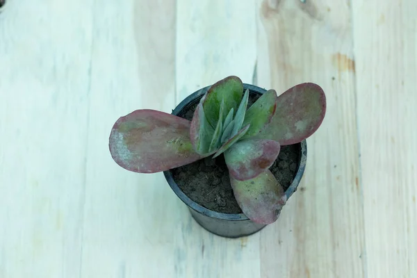 Kalanchoe Luciae Planta Paleta Flapjacks Suculentas Con Fondo Madera —  Fotos de Stock