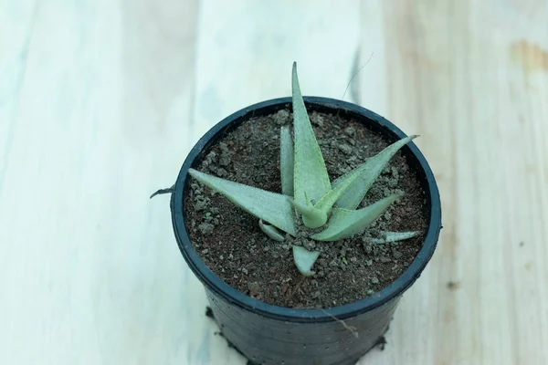 Hawortisis Limifolia Planta Maceta Con Fondo Madera —  Fotos de Stock