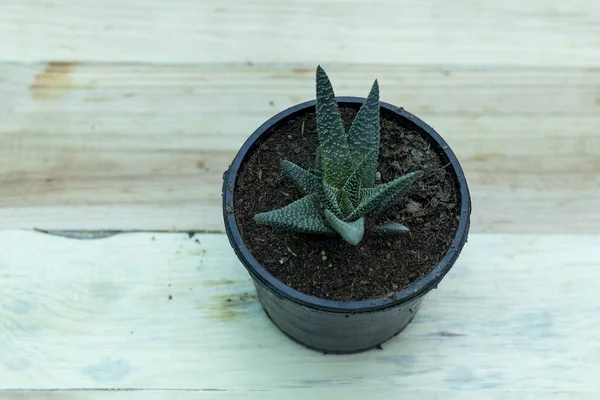 ハワーシア小さな白い点線多肉植物 — ストック写真