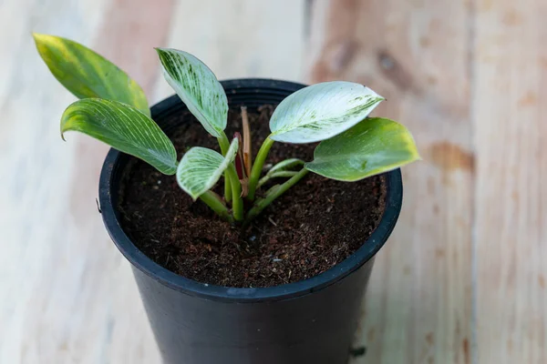 Roślina Philodendron Birkin Białą Odmianą — Zdjęcie stockowe