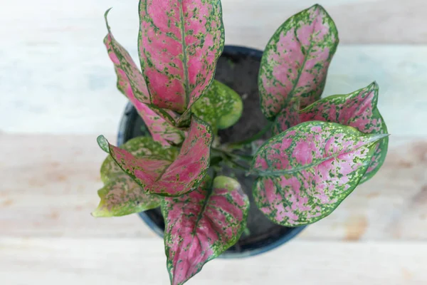 アグラノネマピンク中国常緑植物 — ストック写真
