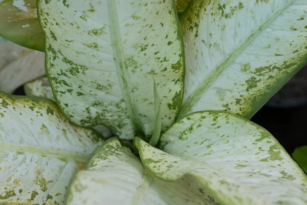 Dieffenbachia Dumb Cane Plants Closeup —  Fotos de Stock