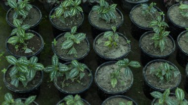 Pilea cadieri alüminyum çömlek içinde küçük bitkiler