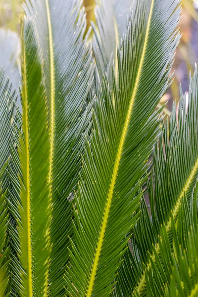 Sago palmiyesi doğal arkaplan bırakır