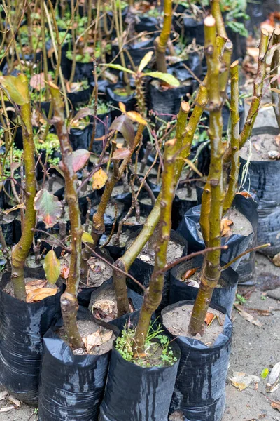 Çocuk odasındaki elma meyve bitkileri